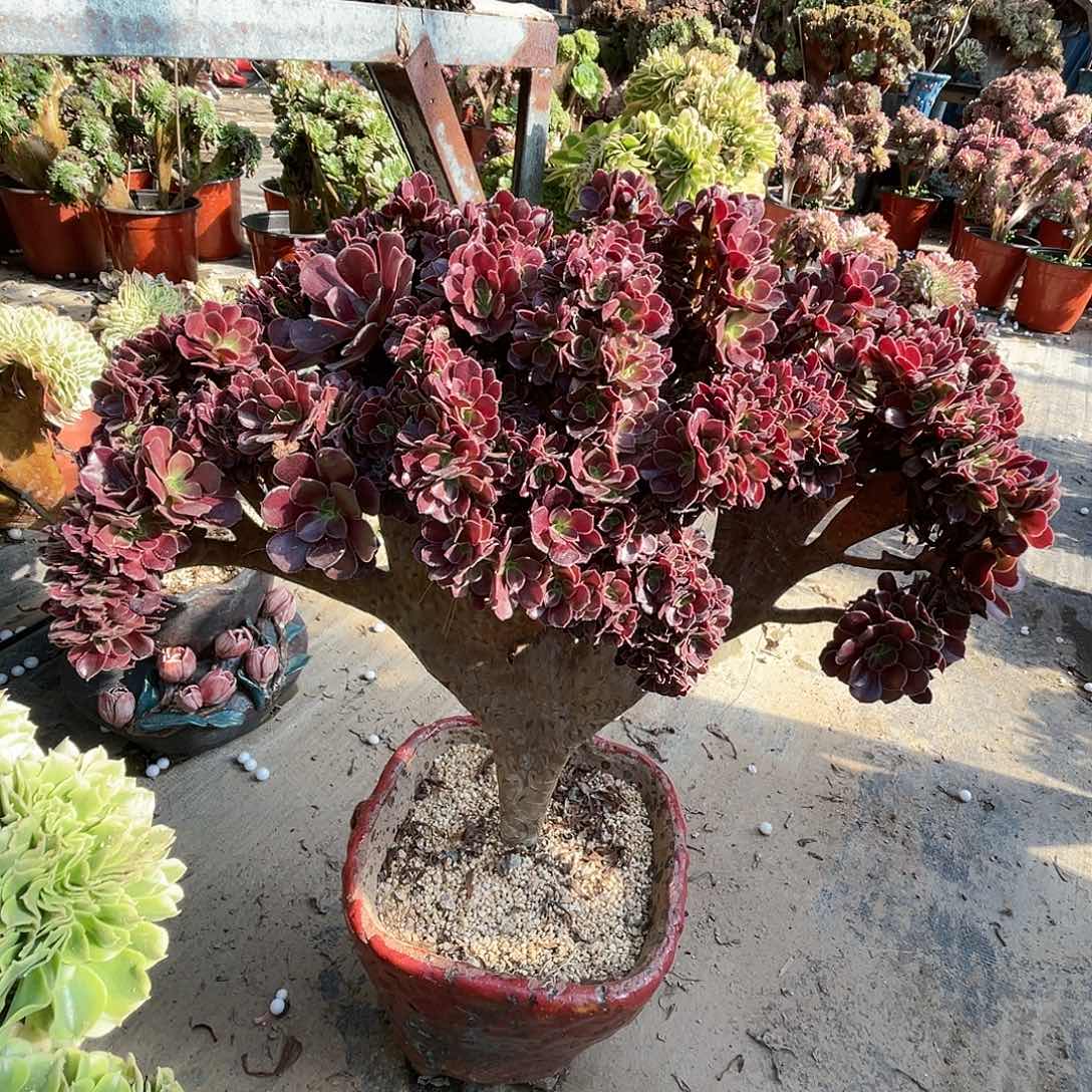 【闪购商品】全部花朵梅花