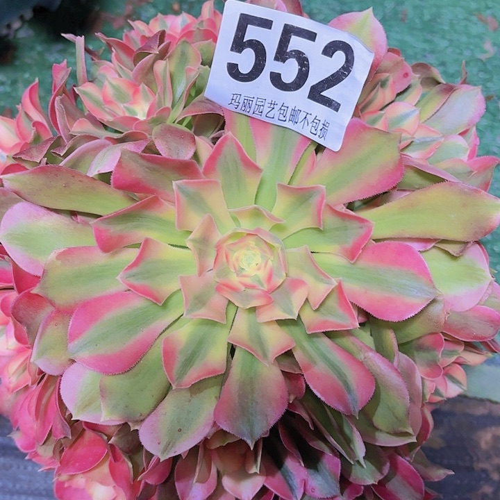 【闪购商品】俗*552香妃2-6