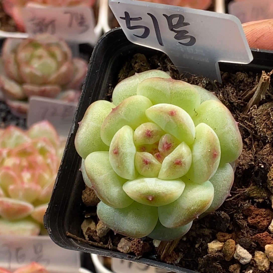 天官赐福百无禁忌