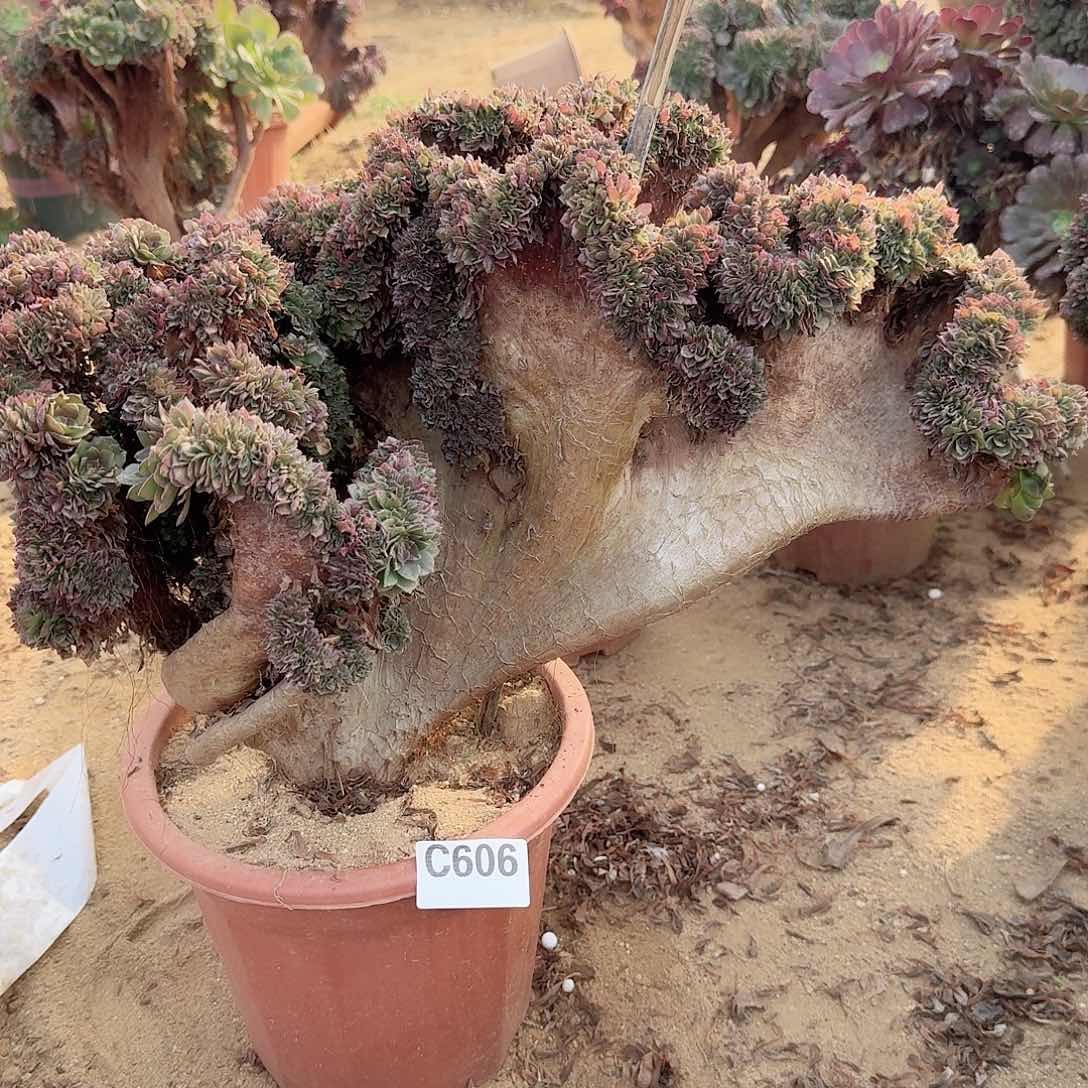 606万缀有伤一颗