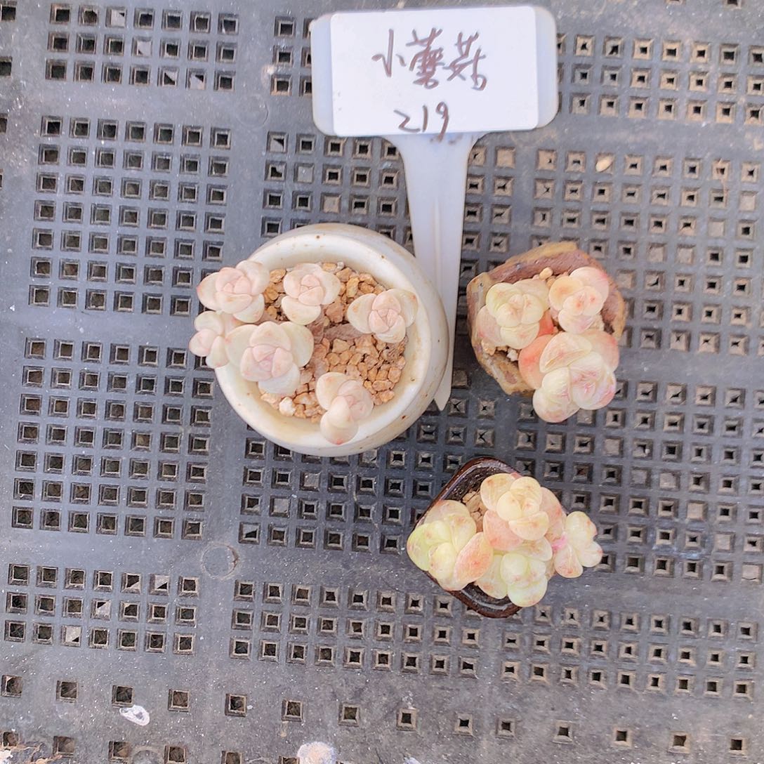 蘑菇三颗冰玉两小带盆发