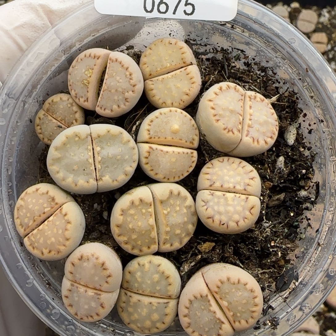 0675。c24。饼干。阿么你就不