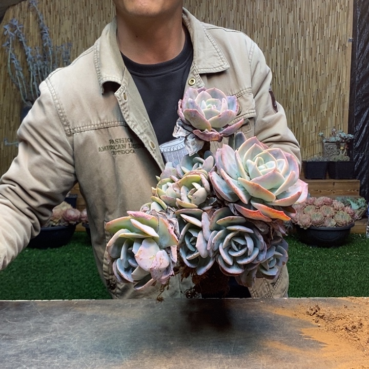 依***.79 号白凤多肉植物