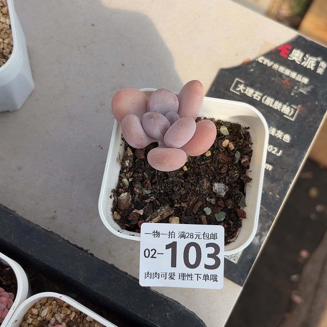橙奶无盆土发货无