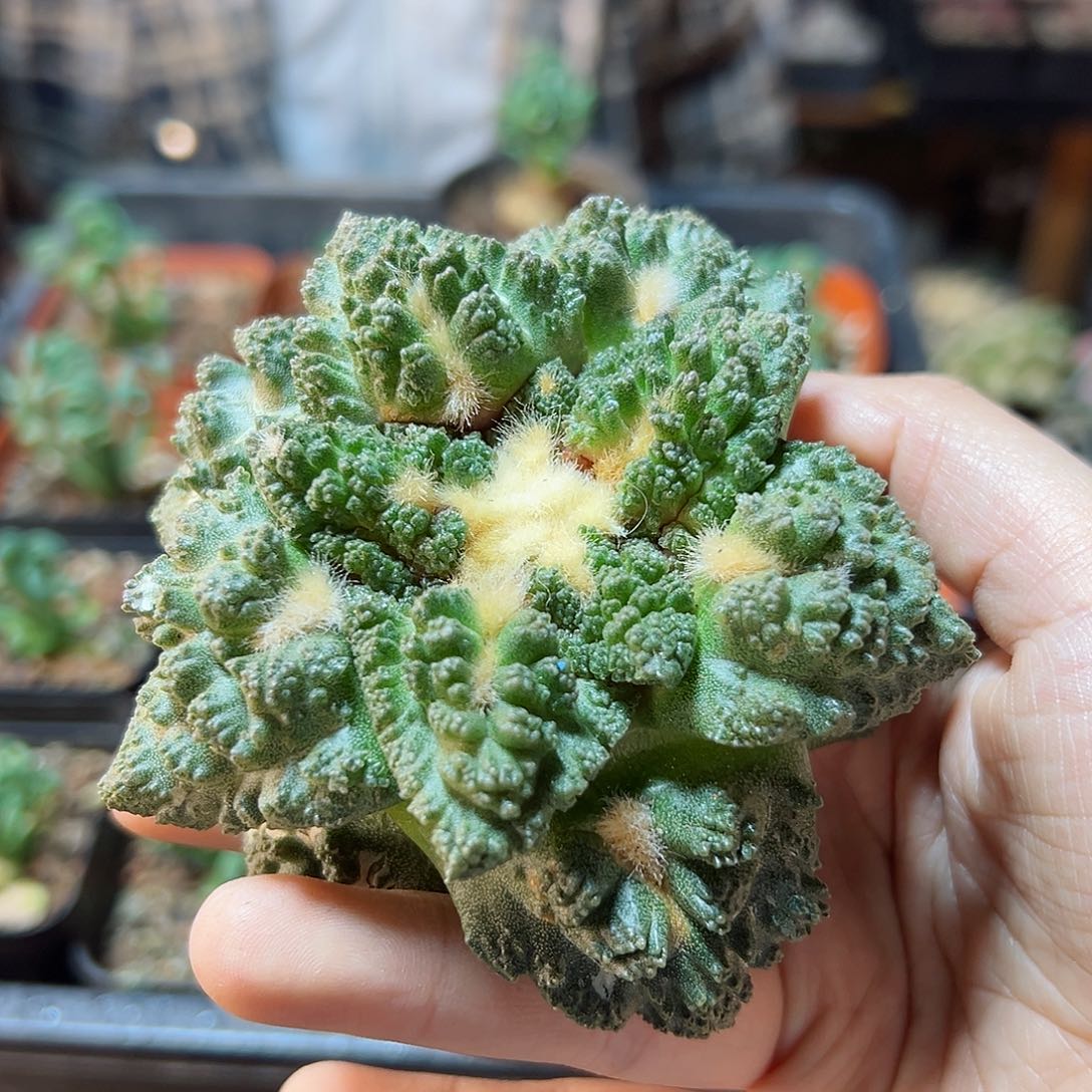 3日26号炸尤哥斯拉无根9公分小瑕疵