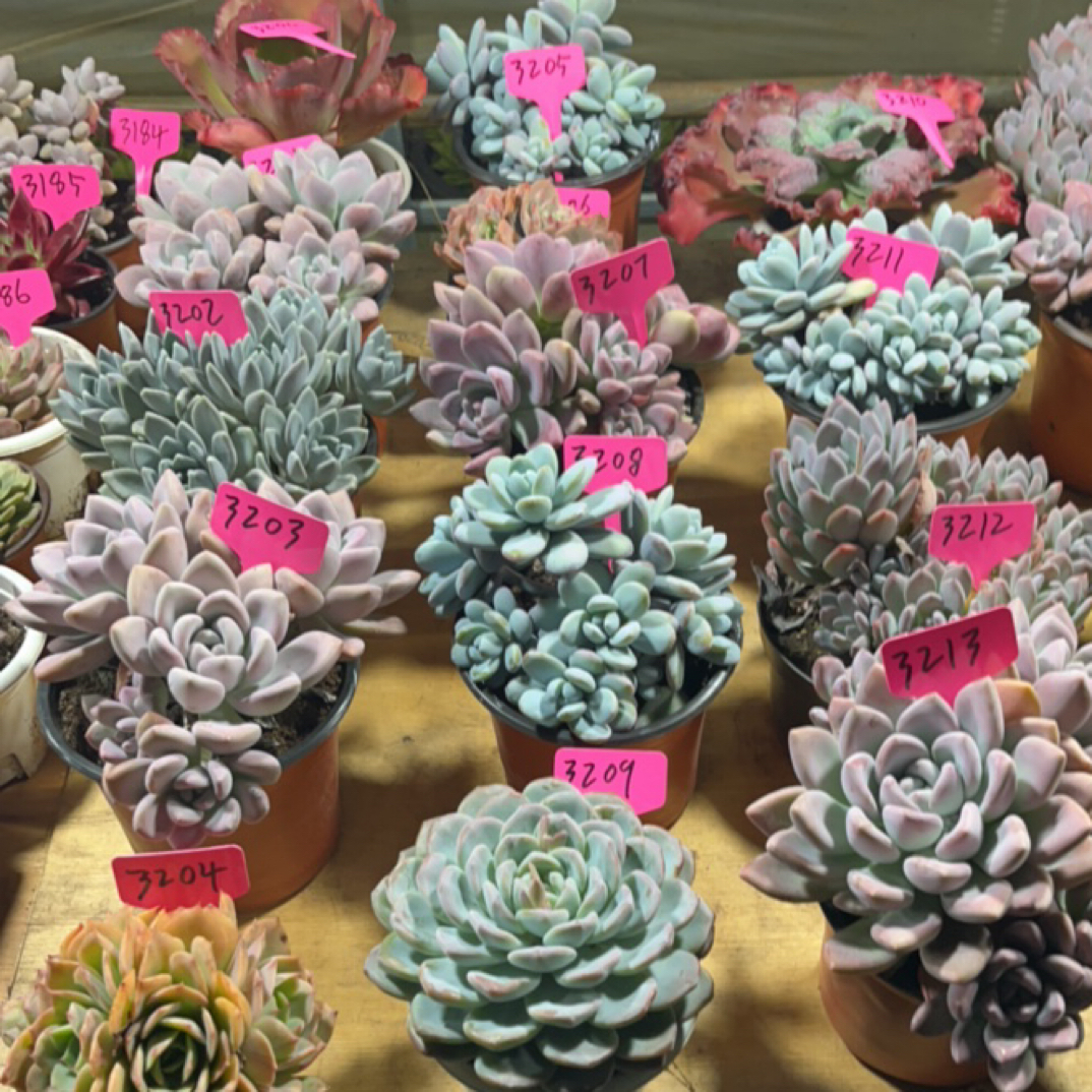 发仔多肉一物一拍3200-3299