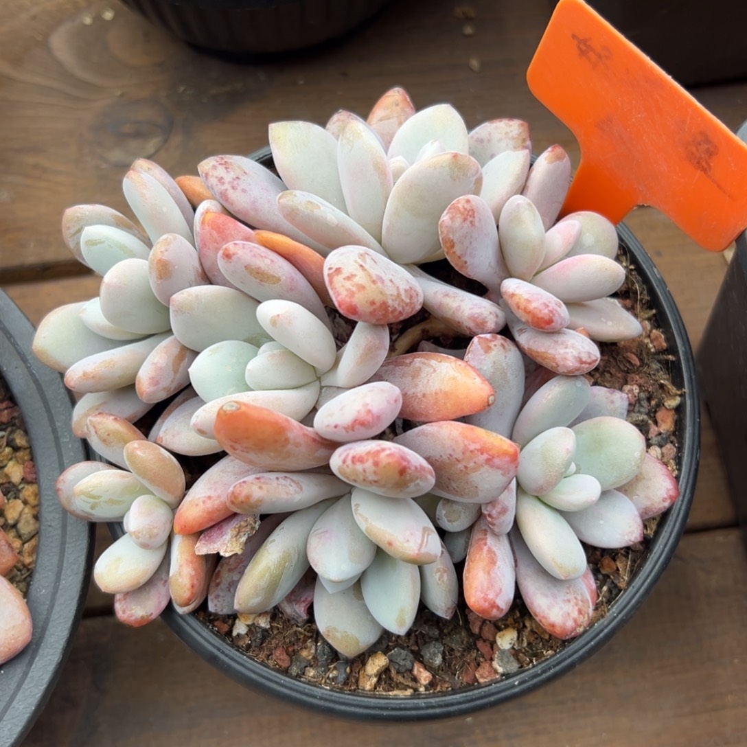 粉兔11111111111111