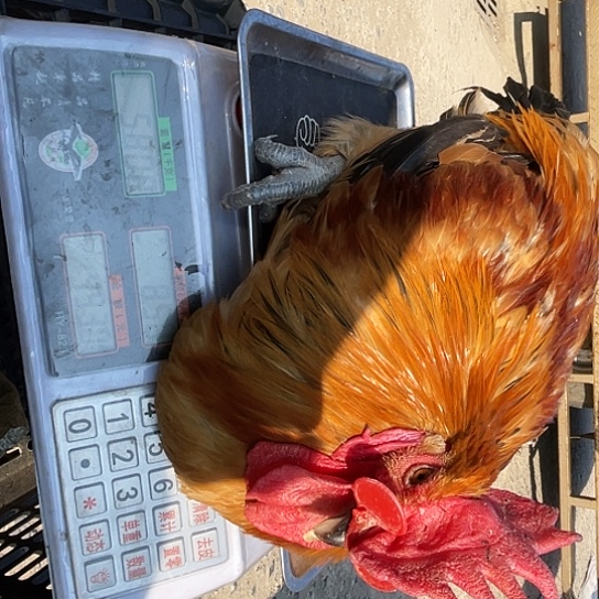 中国大陆农家公鸡5.8斤7号