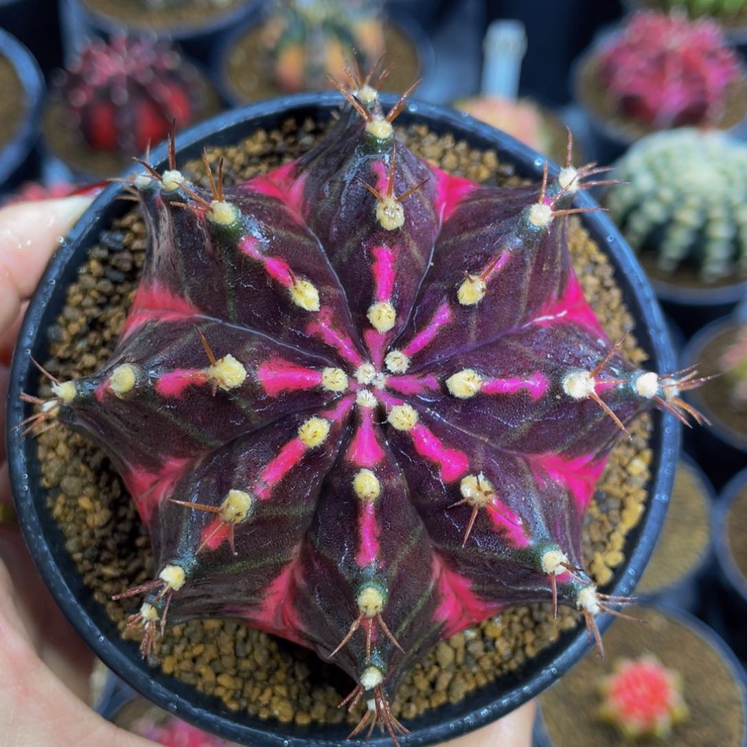 米哈星球0000000008