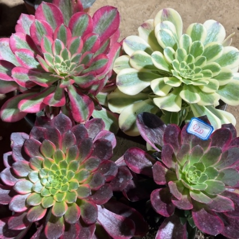 020多肉植物组合