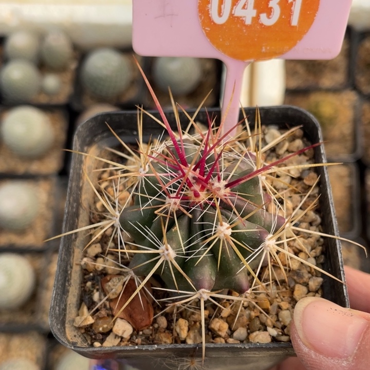 s***a实生仙人球04310000000