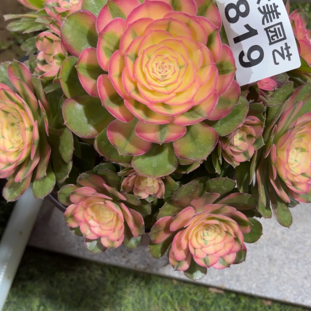 香***香荔枝老桩819福利肉不周正