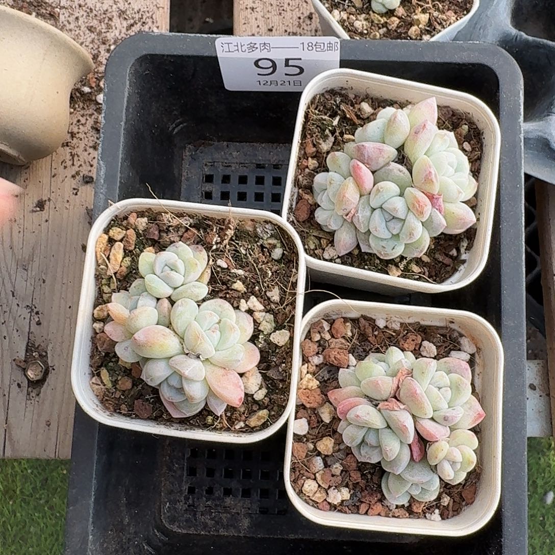 95 号到手1框一物一拍