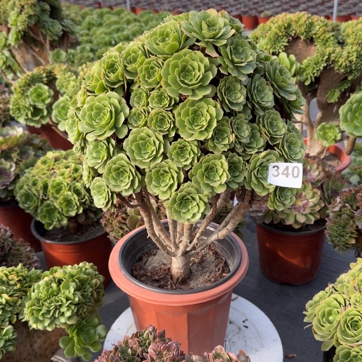 多肉植物绿朵朵340