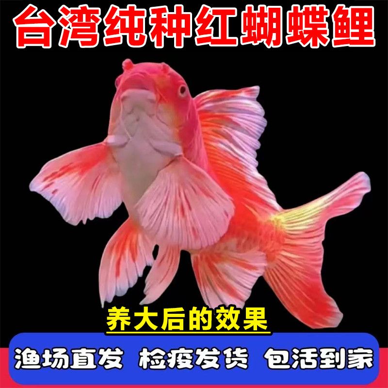 纯种普身白蝴蝶鲤观赏鱼大鳍大尾冷水鱼好养耐活