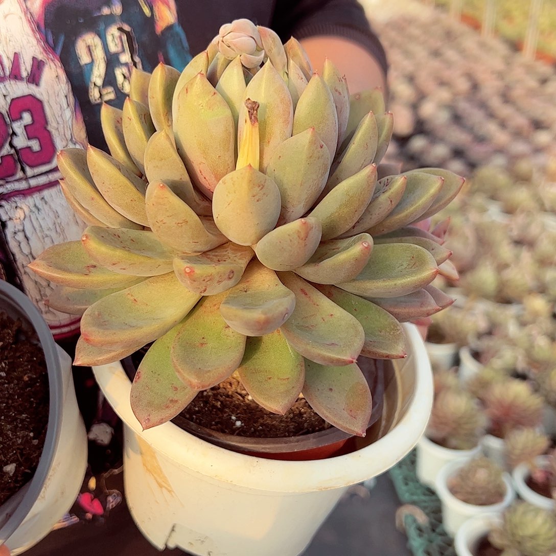 黄金象牙大单头老桩