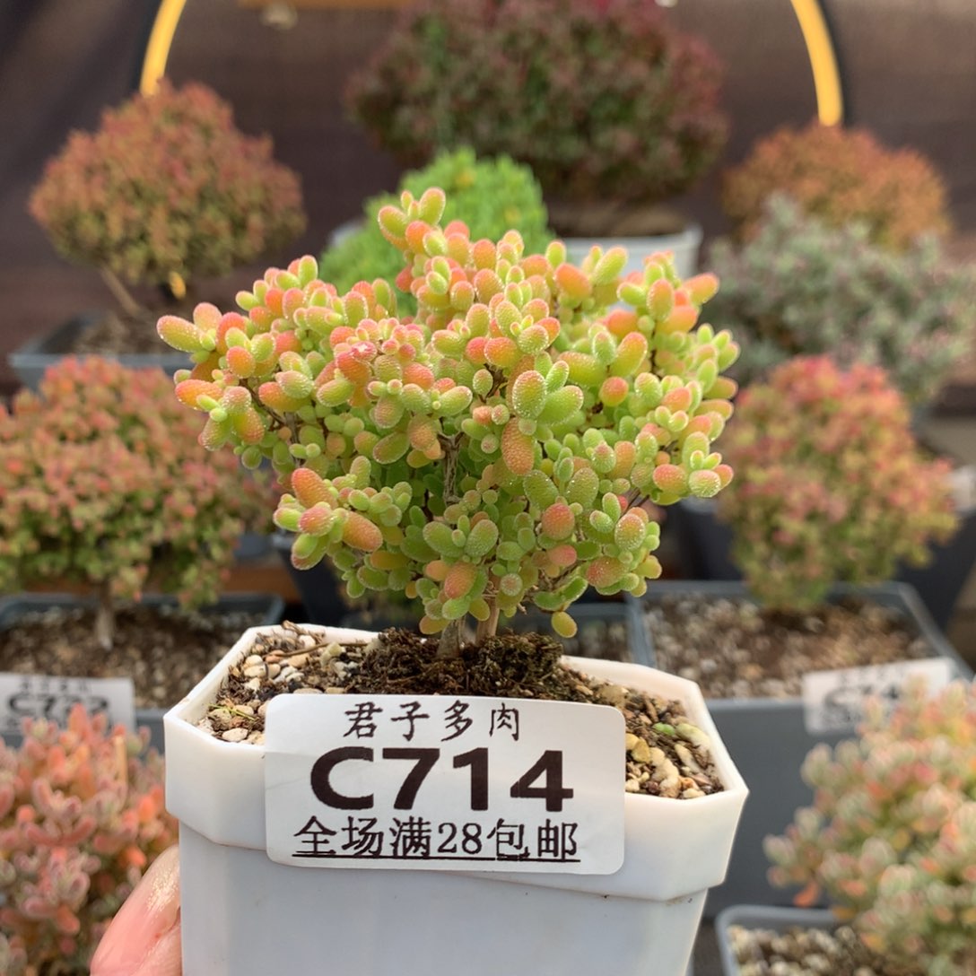 c714蜜橘糖球枝干番杏