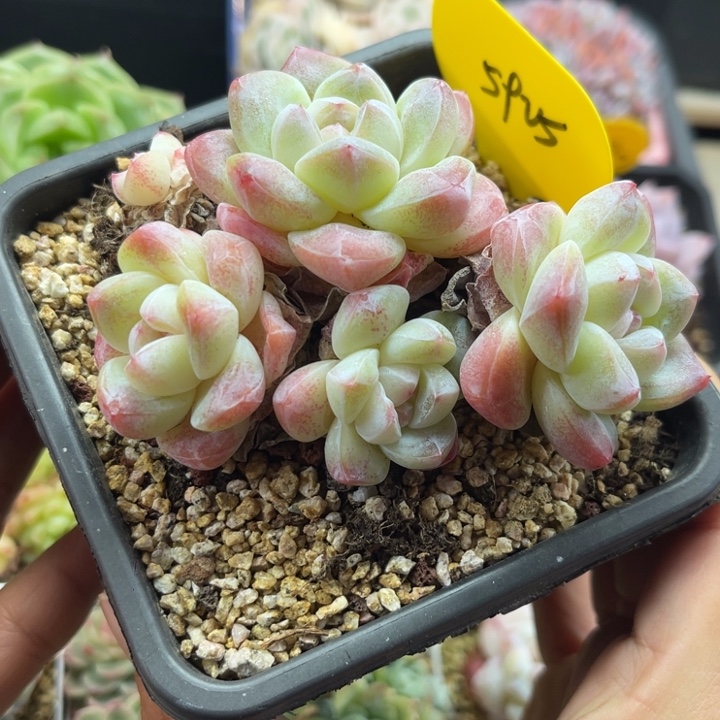 糖心冰玉老桩5925