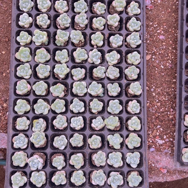105颗全单头带桩奶油冰玉！
