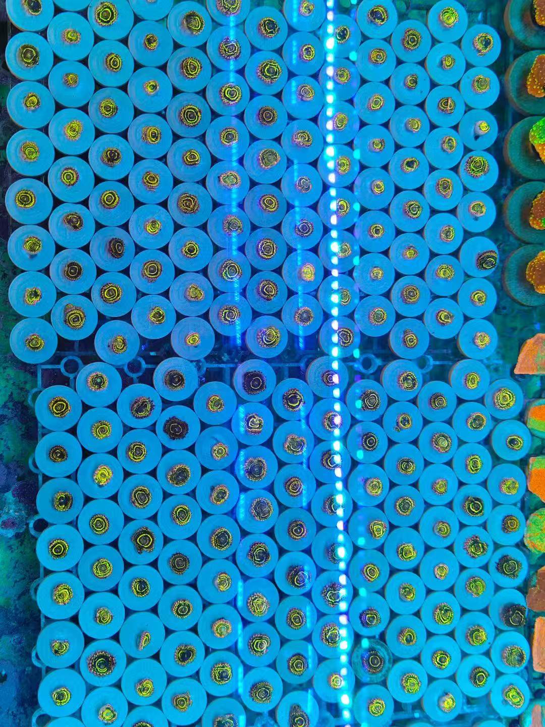 平流层纽扣珊瑚  随机发货 5头以上可选