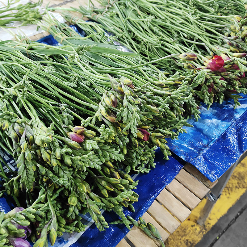 香雪兰新鲜花水养鲜切花客厅装饰好养花材