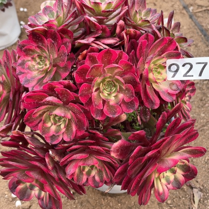 927多肉植物yue c