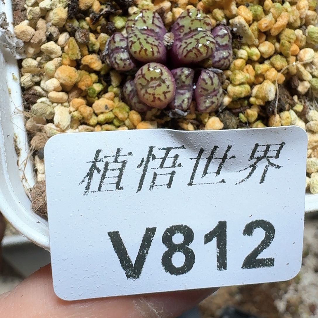 812盒多肉植物哇成功