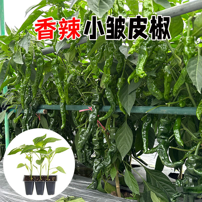 高产小皱皮辣椒秧苗特辣邹皮辣椒秧苗新鲜辣椒苗耐高温皱皮辣椒苗