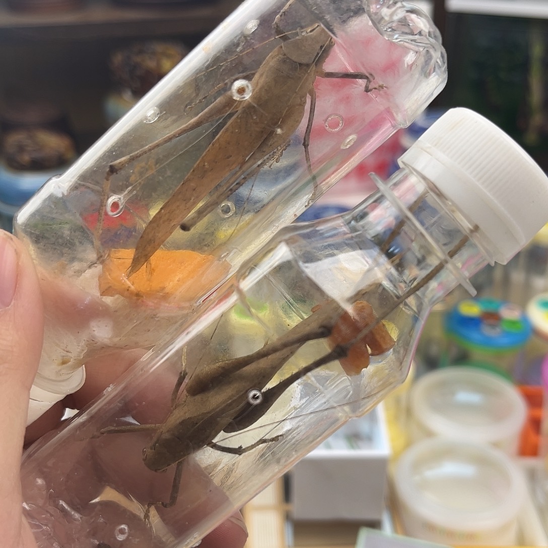 两条断须蛙纺拍拍拍