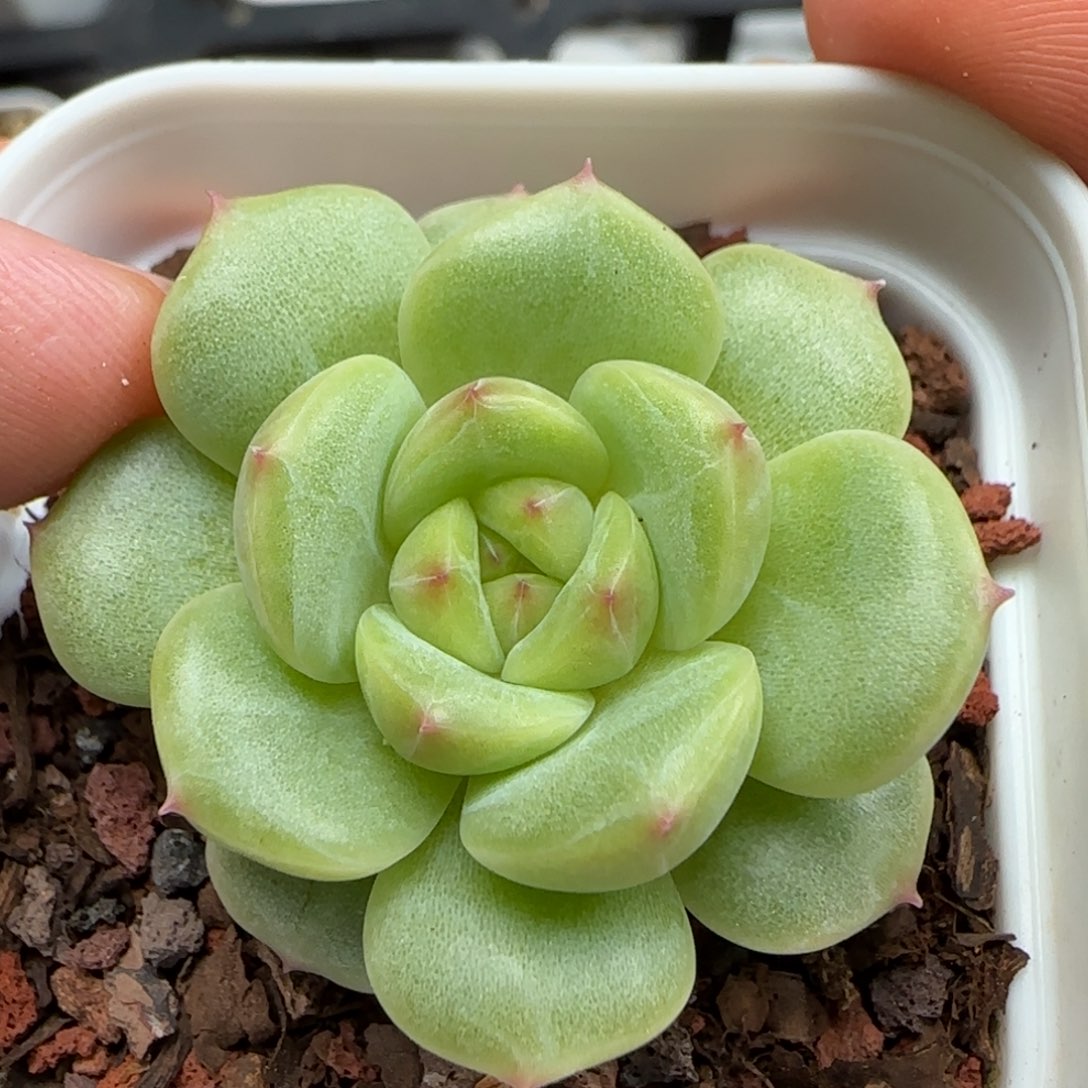 一物一拍遥遥领先26011