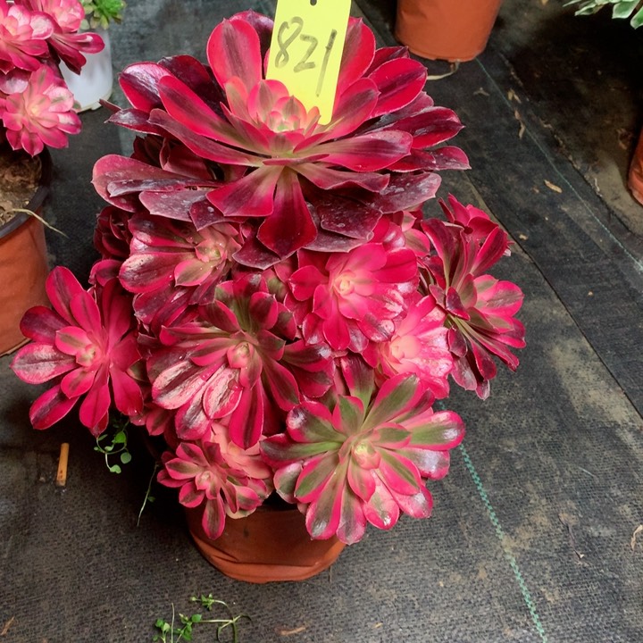 821美杜莎多肉一物一拍～