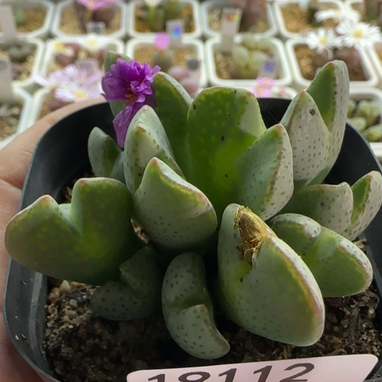 【闪购商品】19112双节福利    