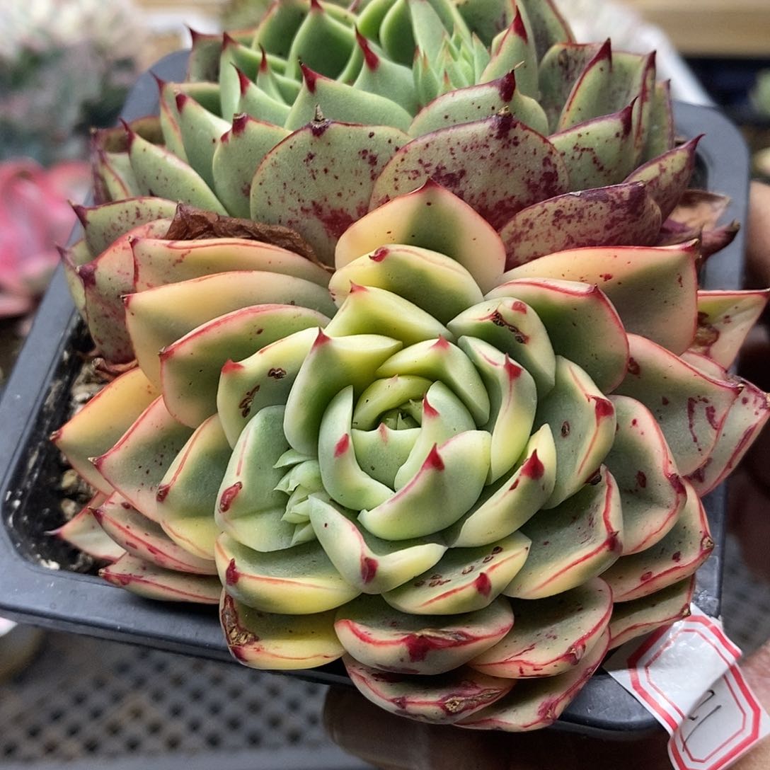 22121 斗牛士覆轮锦