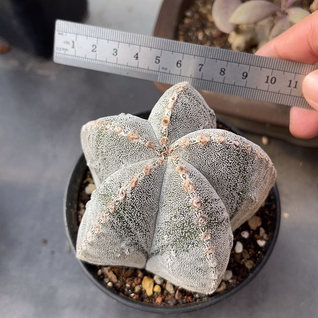 恩冢鸾凤玉一物一拍