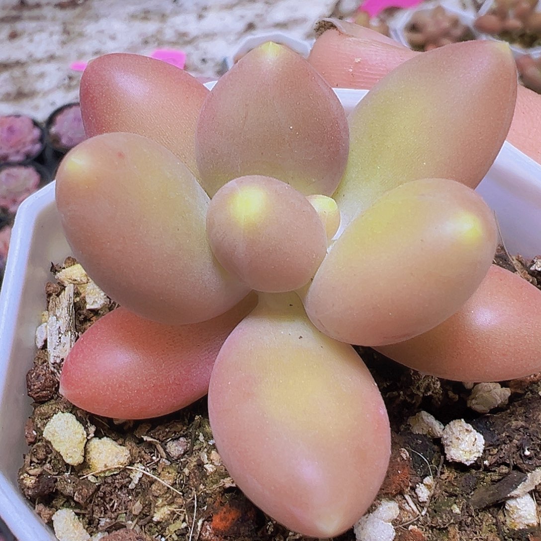 芒果奶19白角盆19包油