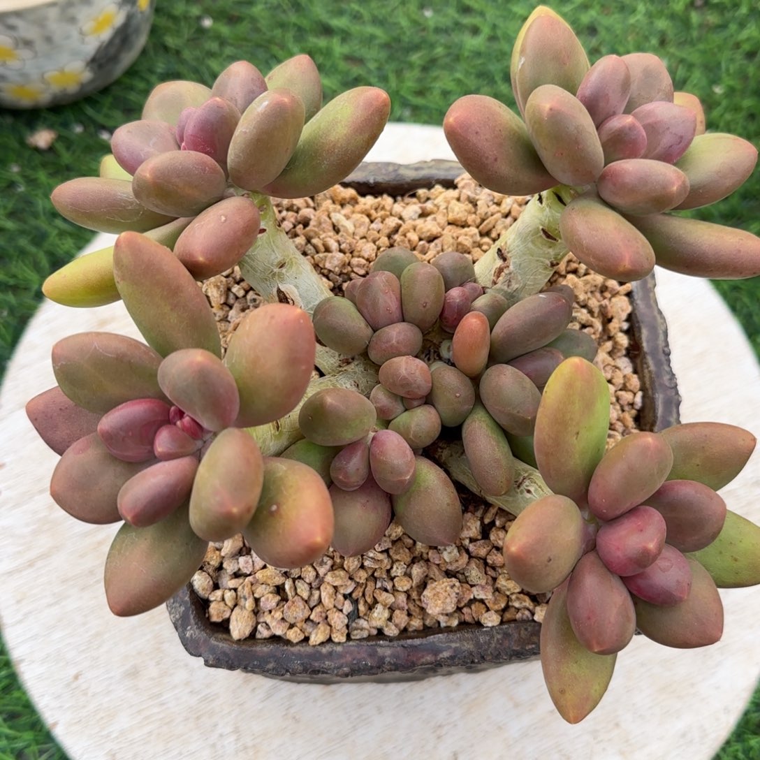 一物一拍状态芒果奶