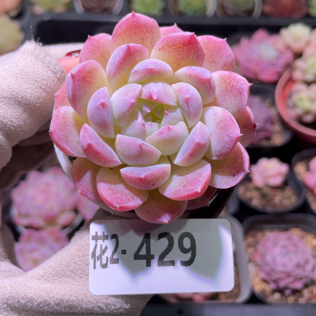 花利美2-429新品单头