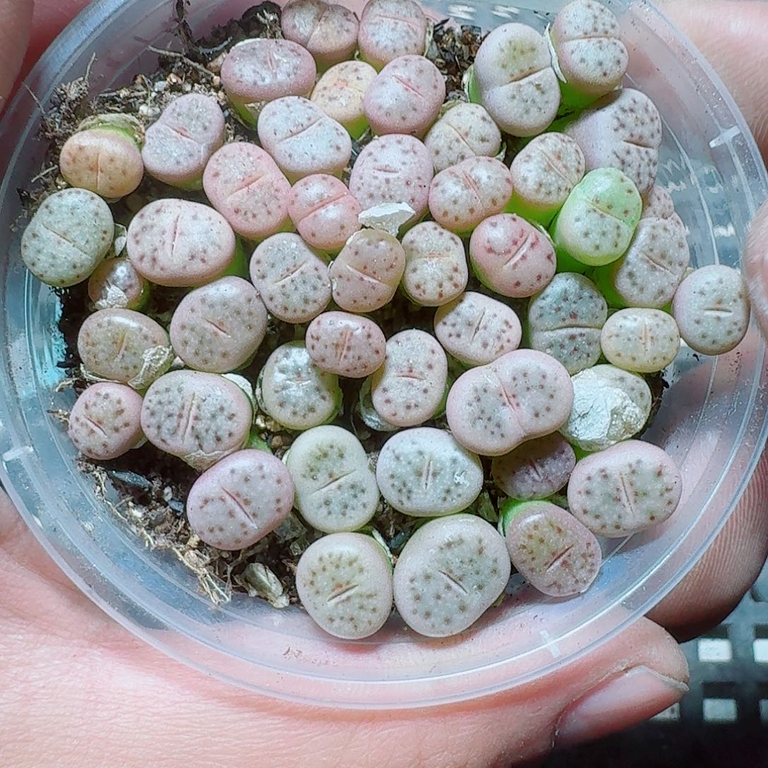 209 多肉植物多肉植物