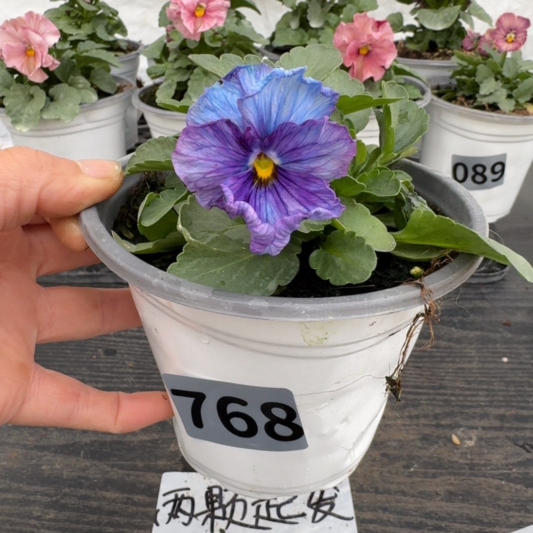 全部花朵768号神户蓝