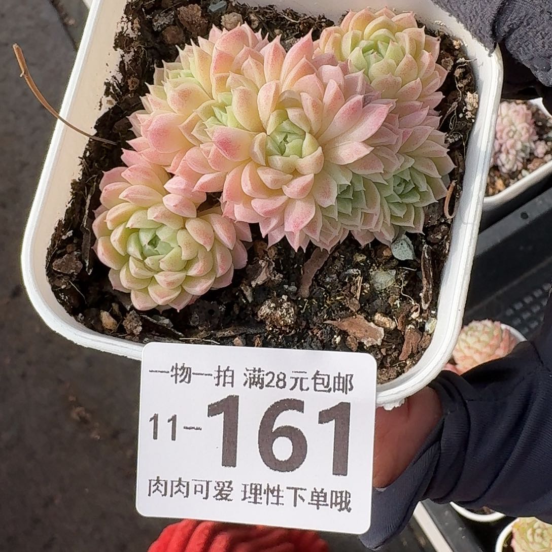 羊脂球缀化无盆无