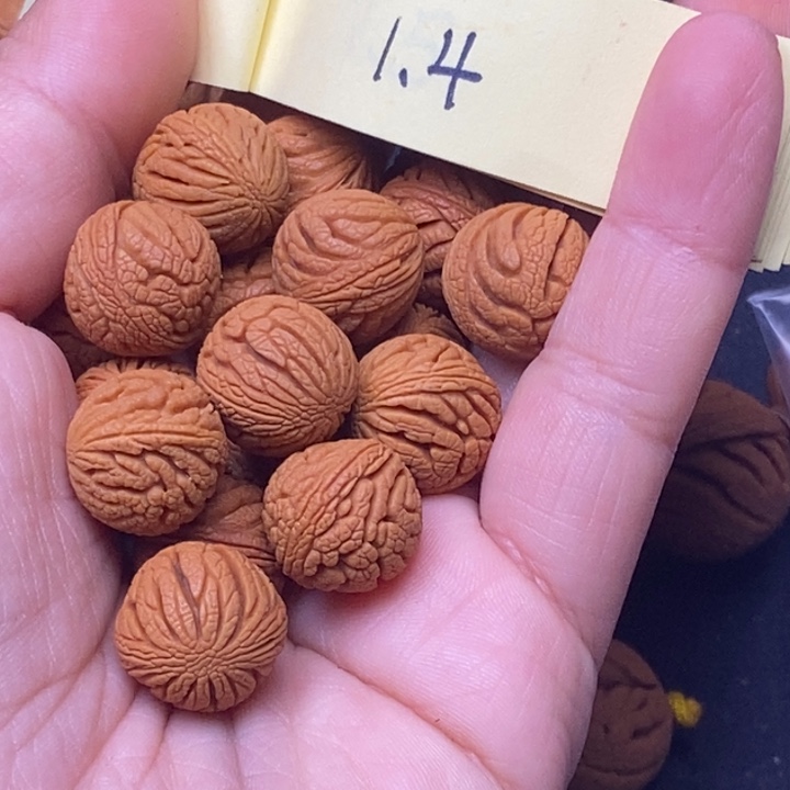 秦岭龙纹桃核17颗