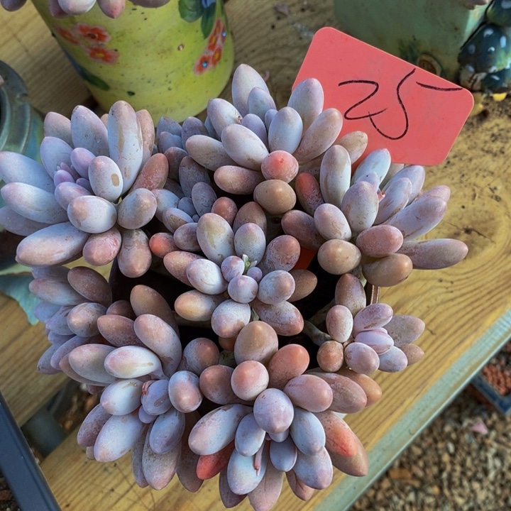 这个点睡起来都会梦