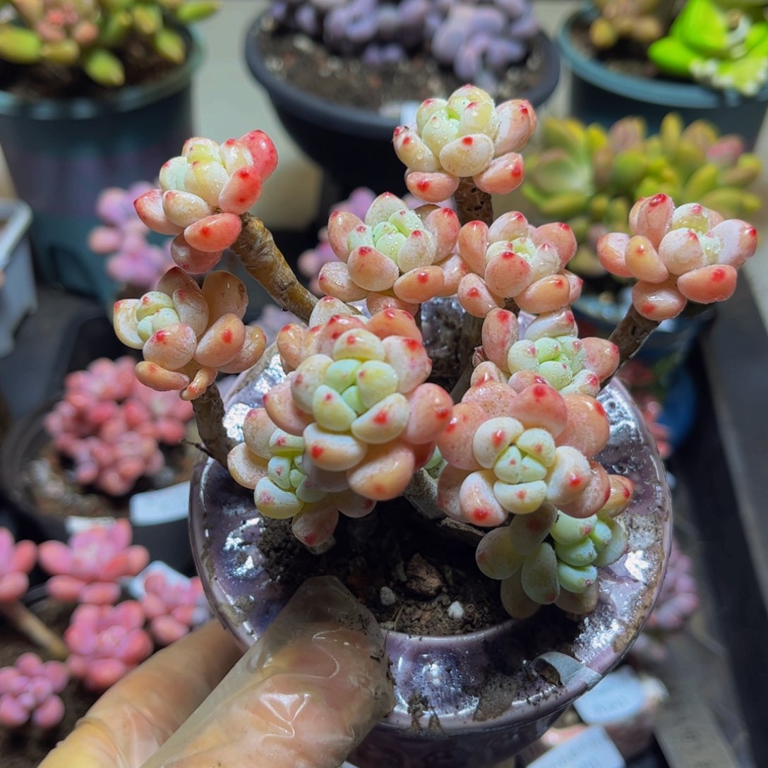 229樱花罗琦12厘米多肉