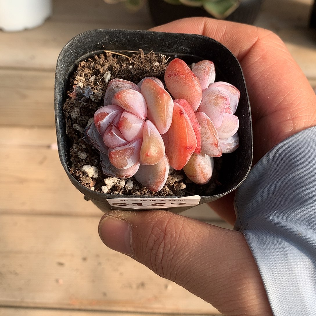 162雪瓷多肉一颗5.5厘米