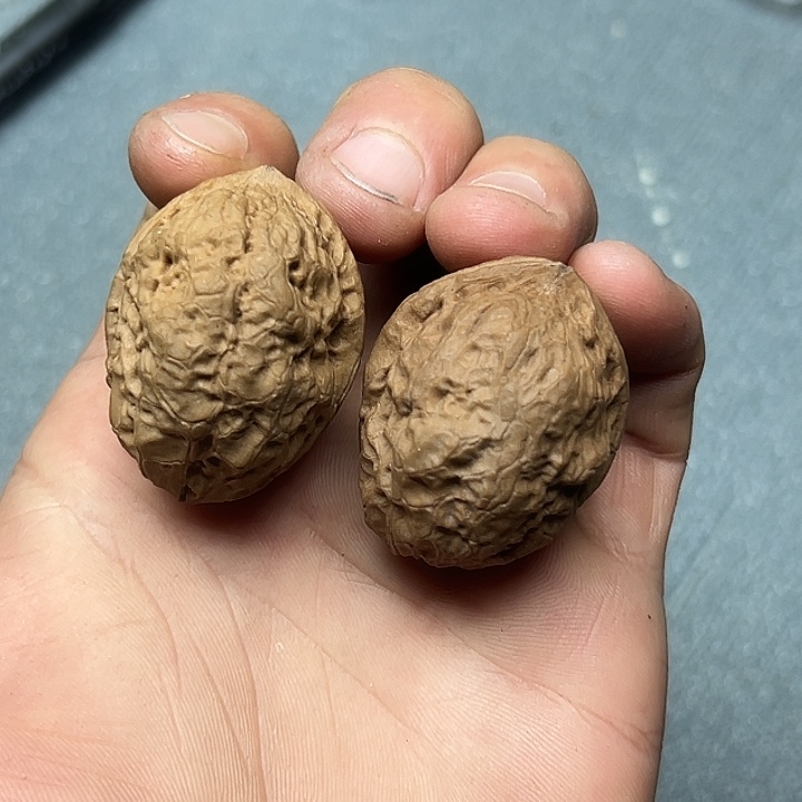 文玩核桃把件24号飞蟾