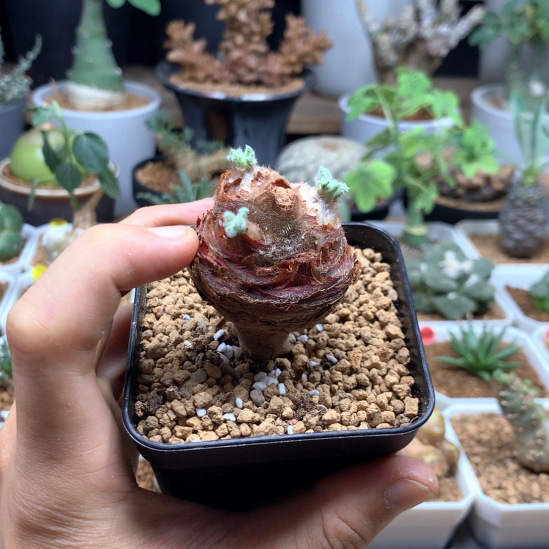 涡***迭羽叶洋葵多肉脱土