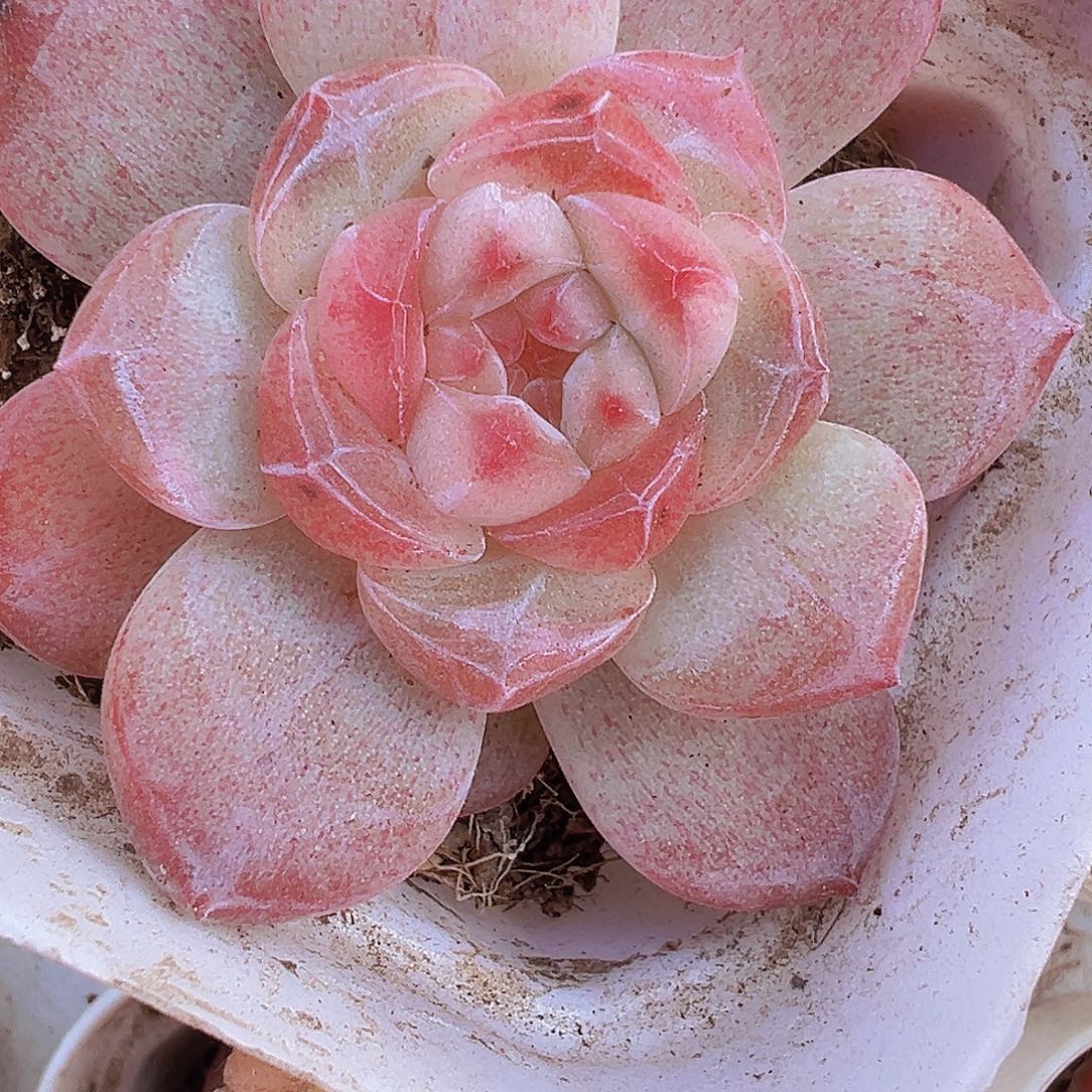 单头状态粉黛19包邮