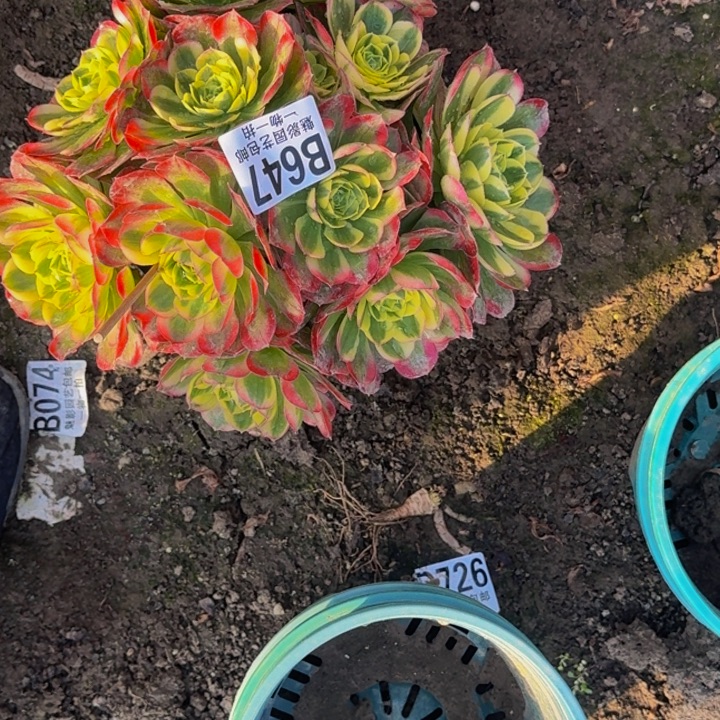 水中月25-14包邮花花