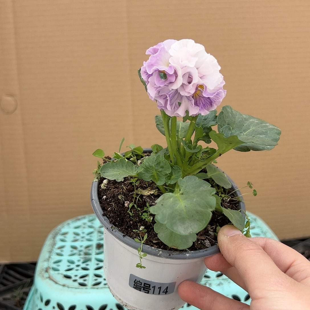 【闪购商品】完全开放114号