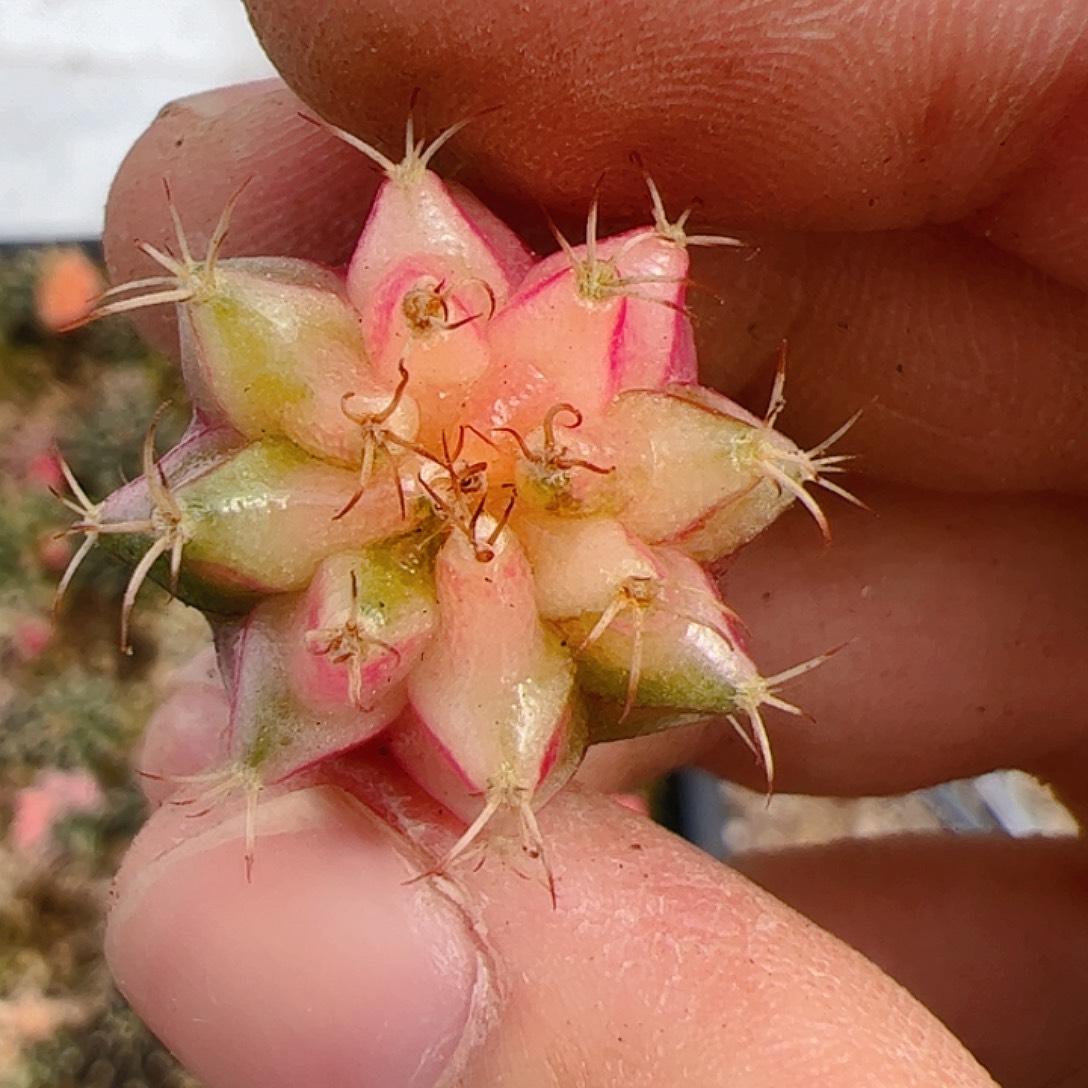 Y***迦当前无花栽培后可以开花